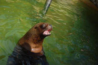 Прикрепленное изображение: DSC_0490.JPG